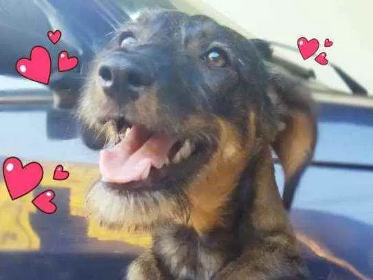 Cachorro ra a SRD idade 7 a 11 meses nome Malu