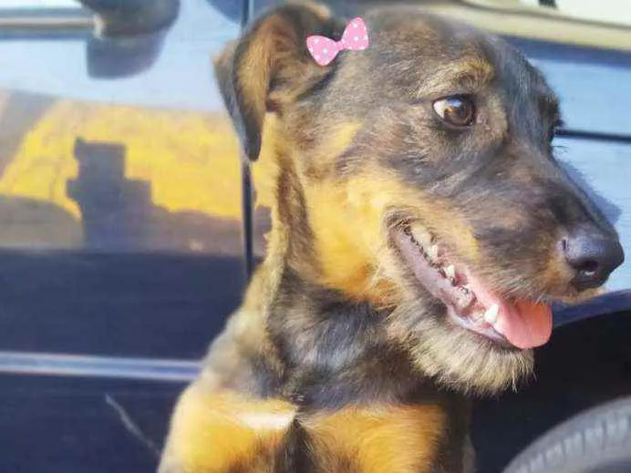 Cachorro ra a SRD idade 7 a 11 meses nome Malu