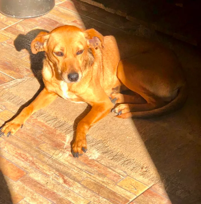 Cachorro ra a SRD idade 3 anos nome BABALU