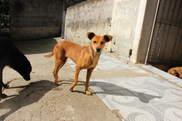 Cachorro ra a SRD idade 3 anos nome BABALU