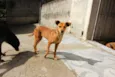 BABALU
