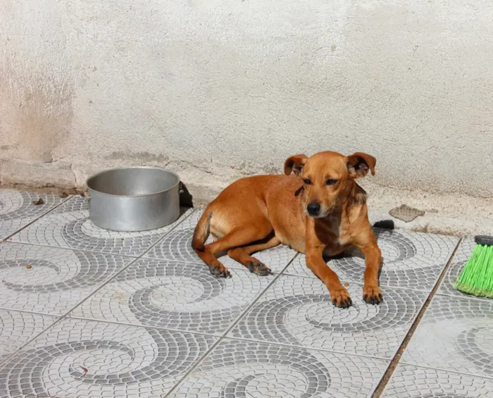 Cachorro ra a SRD idade 3 anos nome BABALU