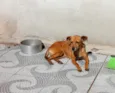 BABALU