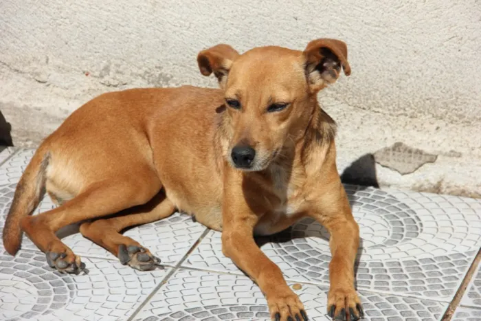 Cachorro ra a SRD idade 3 anos nome BABALU