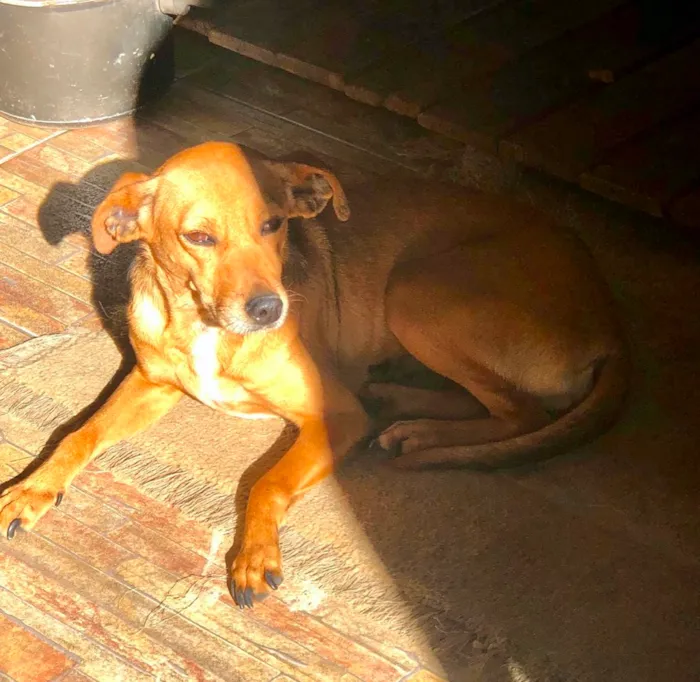 Cachorro ra a SRD idade 3 anos nome BABALU