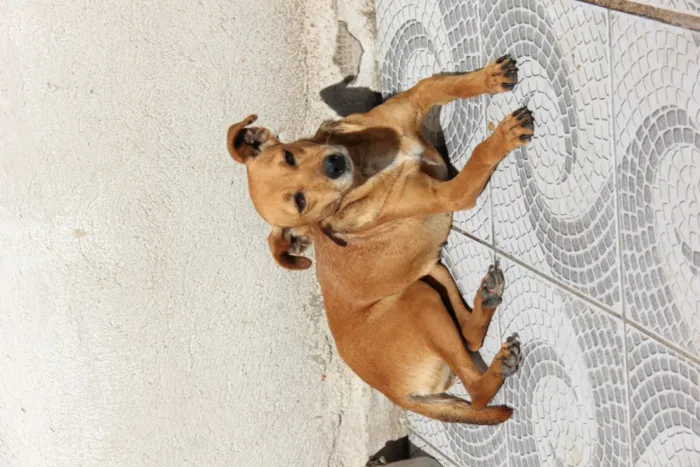 Cachorro ra a SRD idade 3 anos nome BABALU