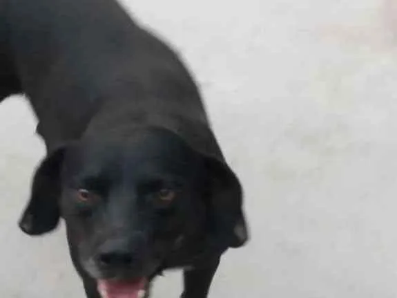 Cachorro ra a Sem raca definida idade 3 anos nome Preto