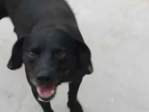 Cachorro ra a Sem raca definida idade 3 anos nome Preto