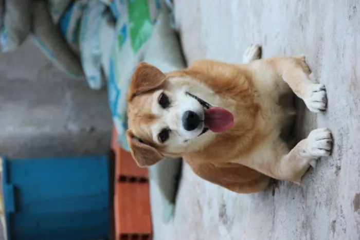 Cachorro ra a SRD idade 5 anos nome CARAMELO