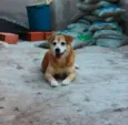 CARAMELO