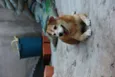 CARAMELO