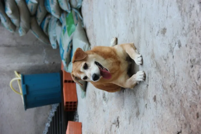 Cachorro ra a SRD idade 5 anos nome CARAMELO