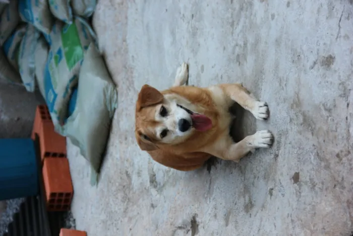 Cachorro ra a SRD idade 5 anos nome CARAMELO