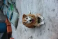 CARAMELO