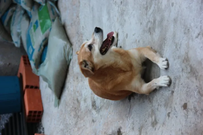 Cachorro ra a SRD idade 5 anos nome CARAMELO