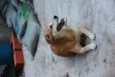 CARAMELO