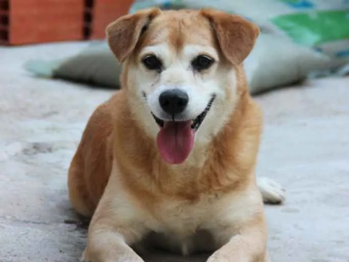 Cachorro ra a SRD idade 5 anos nome CARAMELO