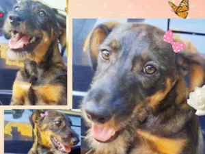 Cachorro raça SRD idade 7 a 11 meses nome Malu