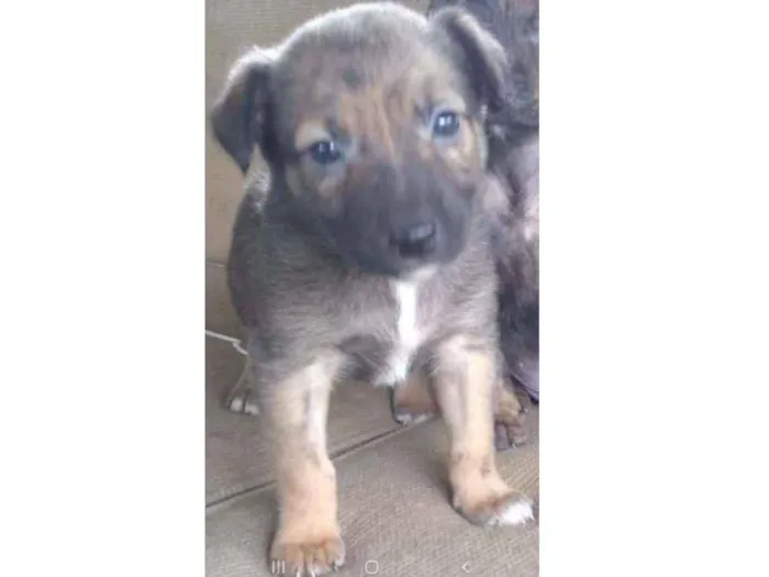 Cachorro ra a SRD idade Abaixo de 2 meses nome Sem nome