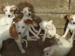 Cachorro raça SRD idade 2 a 6 meses nome Não tem
