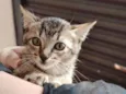 Sara