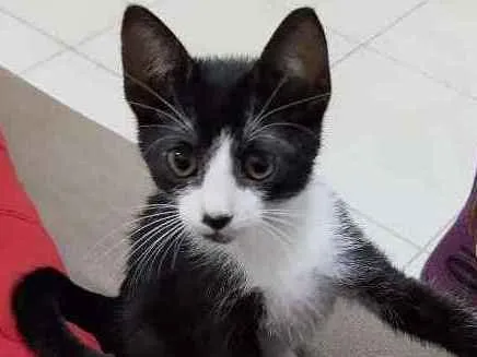 Gato ra a  idade 2 a 6 meses nome Romeu