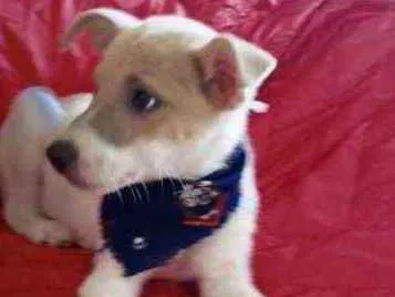 Cachorro ra a SRD idade Abaixo de 2 meses nome Scooby