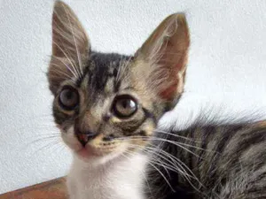 Gato raça SRD idade 2 a 6 meses nome Moacir