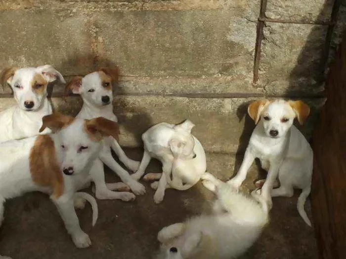 Cachorro ra a SRD idade 2 a 6 meses nome Não tem