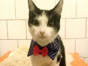 Gato raça SRD idade 2 a 6 meses nome SASUKE