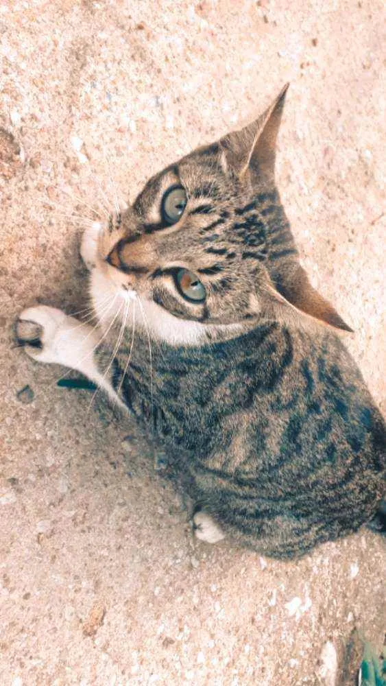 Gato ra a Sem Raça definida  idade 7 a 11 meses nome Sem nome