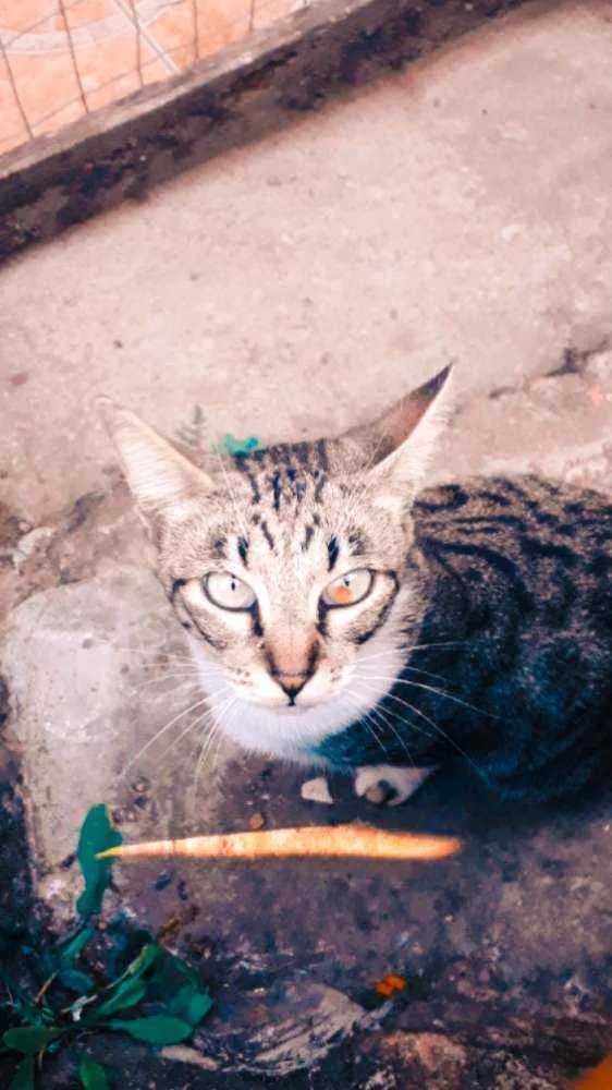 Gato ra a Sem Raça definida  idade 7 a 11 meses nome Sem nome