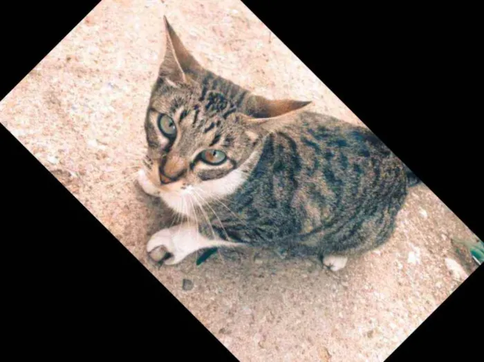 Gato ra a Sem Raça definida  idade 7 a 11 meses nome Sem nome