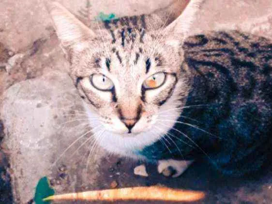 Gato ra a Sem Raça definida  idade 7 a 11 meses nome Sem nome