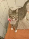 TINKER