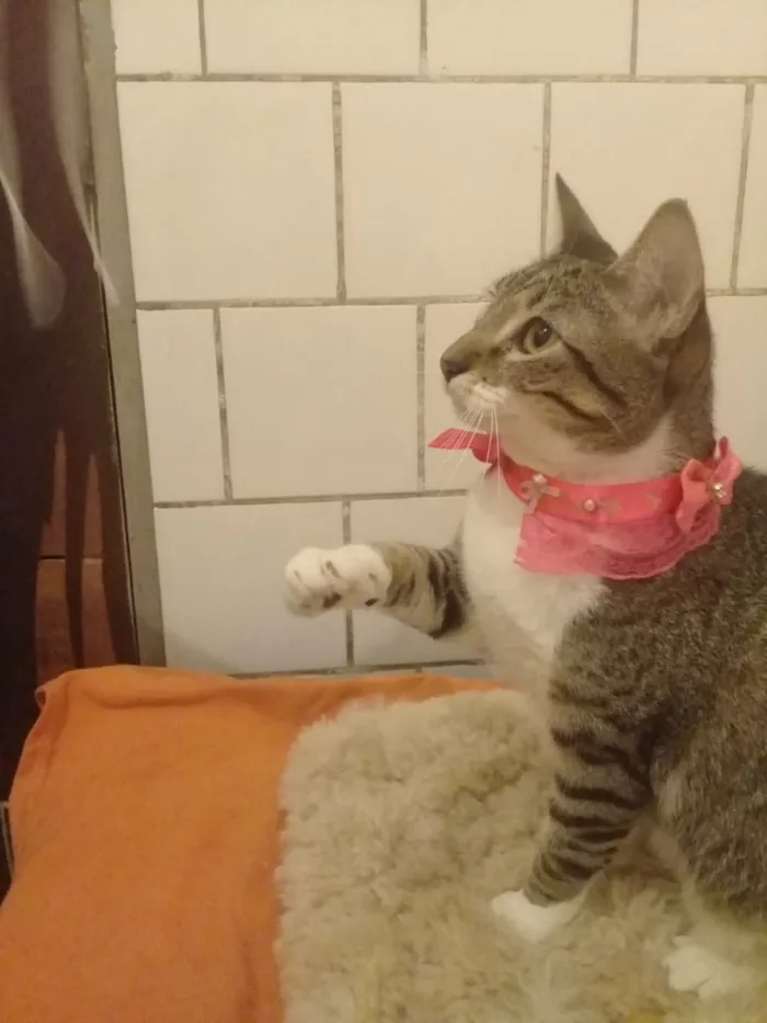 Gato ra a SRD idade 7 a 11 meses nome TINKER
