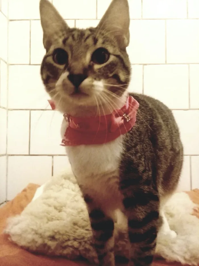 Gato ra a SRD idade 7 a 11 meses nome TINKER
