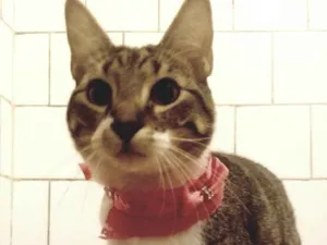 Gato raça SRD idade 7 a 11 meses nome TINKER