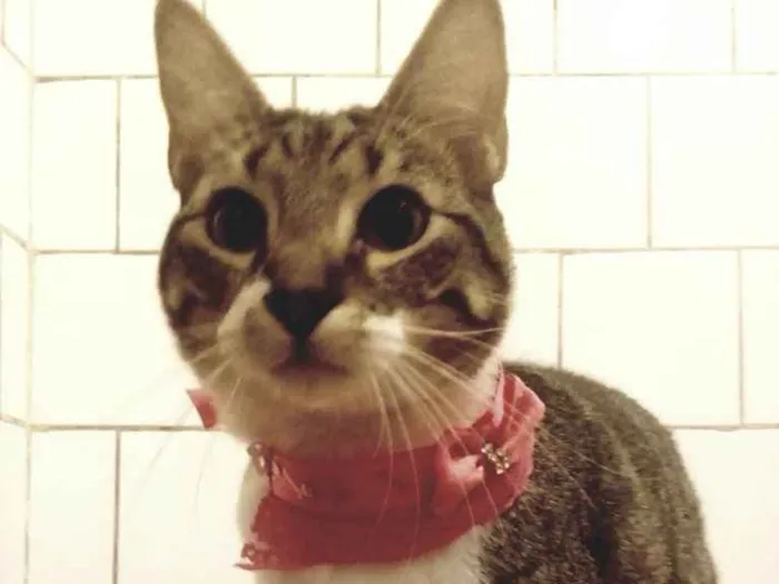 Gato ra a SRD idade 7 a 11 meses nome TINKER