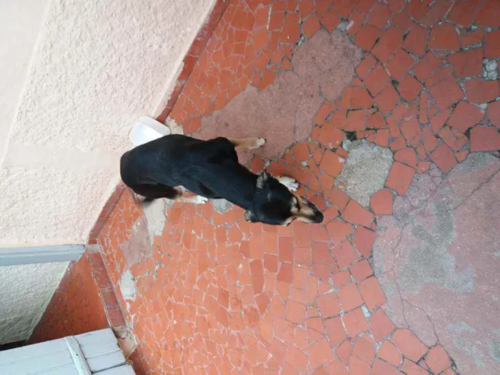 Cachorro ra a  Vira lata  idade 2 anos nome Prea