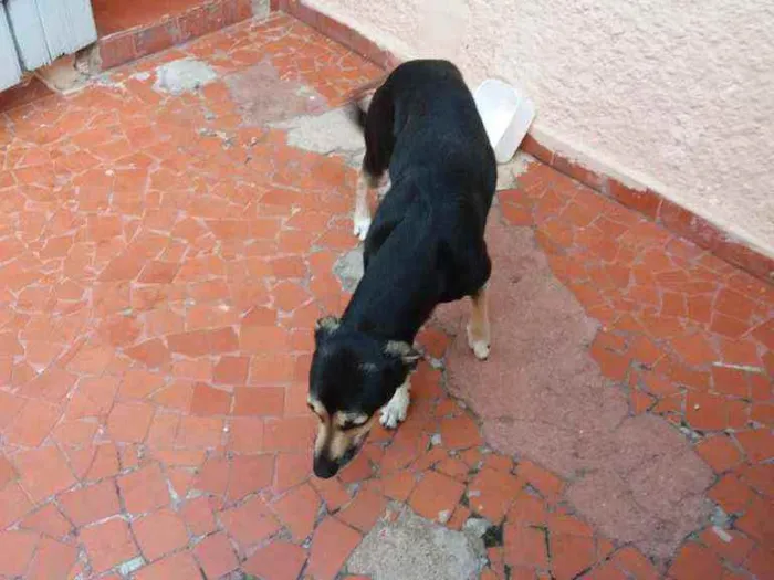 Cachorro ra a  Vira lata  idade 2 anos nome Prea