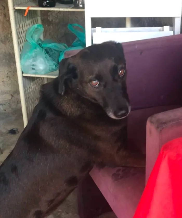 Cachorro ra a SRD idade 5 anos nome DOLCE