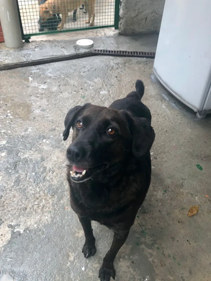 Cachorro ra a SRD idade 5 anos nome DOLCE