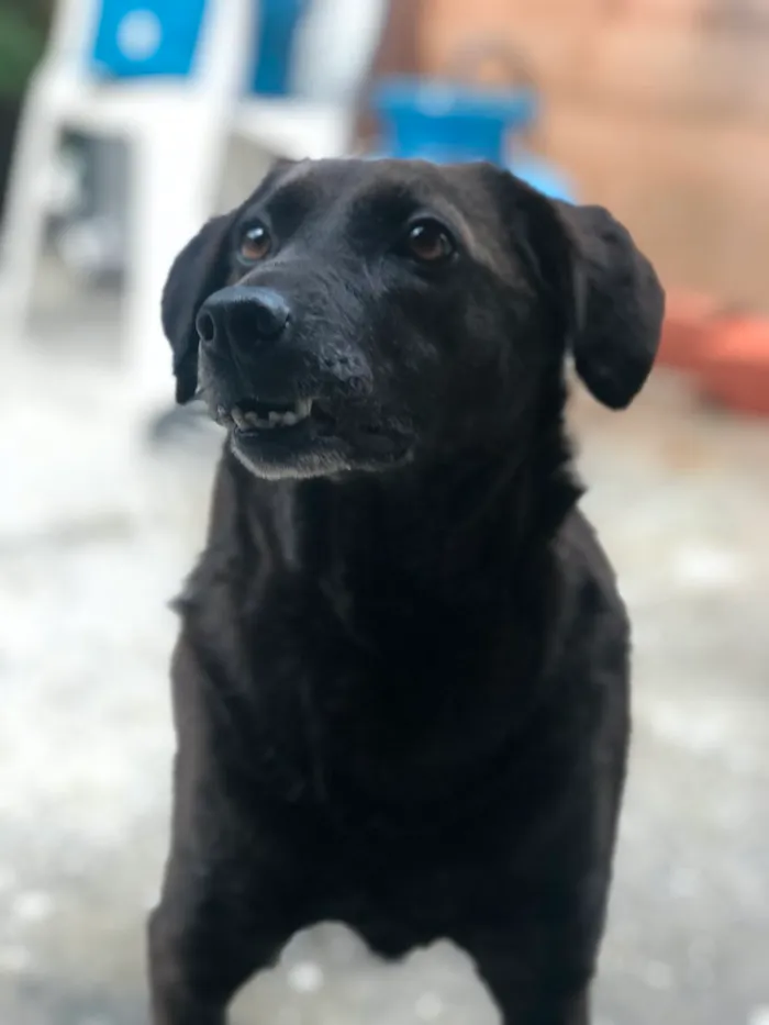 Cachorro ra a SRD idade 5 anos nome DOLCE