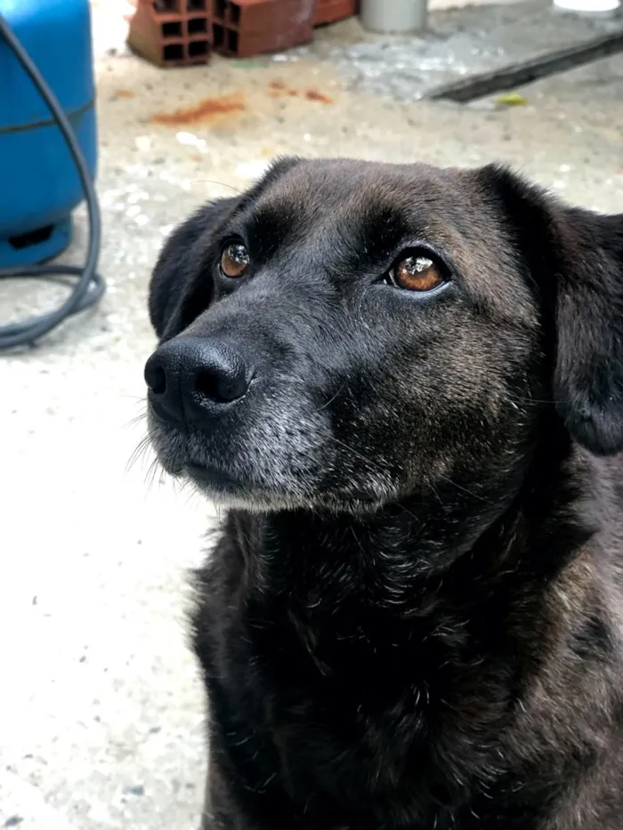 Cachorro ra a SRD idade 5 anos nome DOLCE