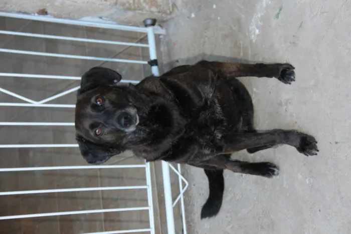 Cachorro ra a SRD idade 5 anos nome DOLCE