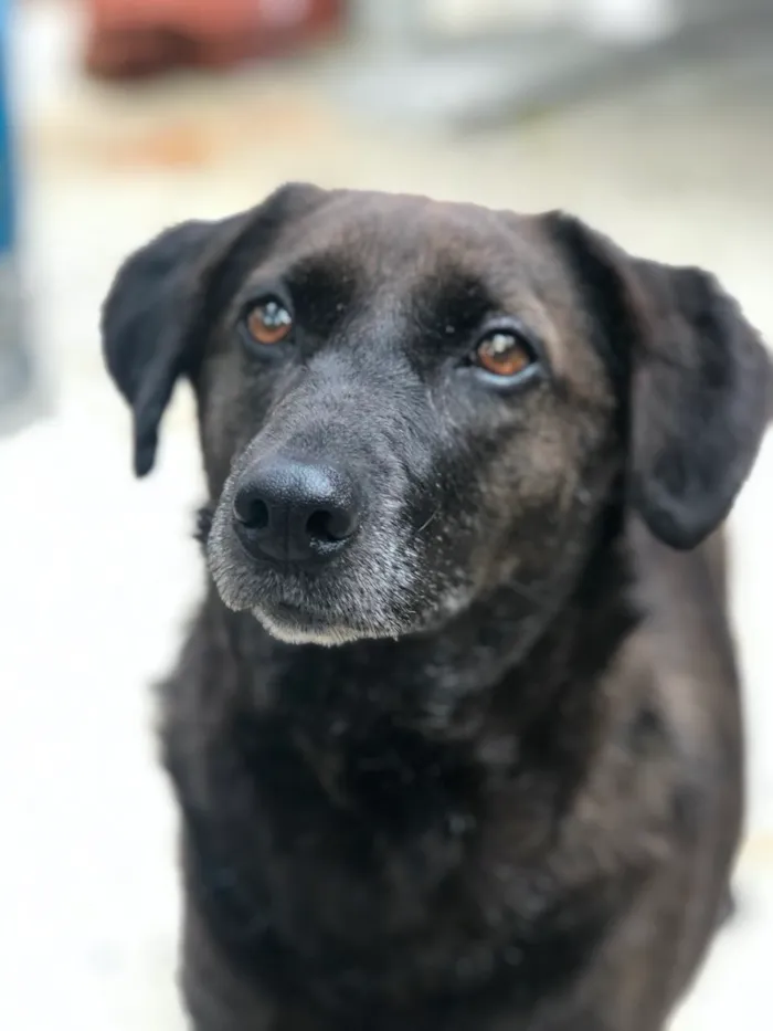 Cachorro ra a SRD idade 5 anos nome DOLCE
