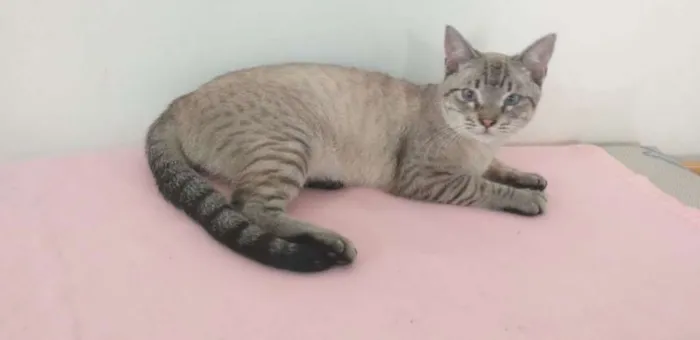 Gato ra a SRD idade 7 a 11 meses nome Giardino