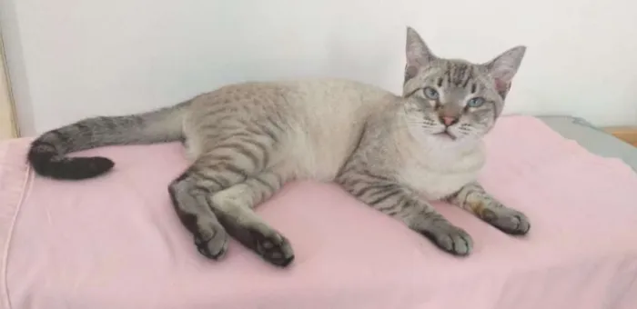 Gato ra a SRD idade 7 a 11 meses nome Giardino