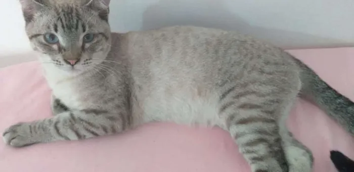 Gato ra a SRD idade 7 a 11 meses nome Giardino